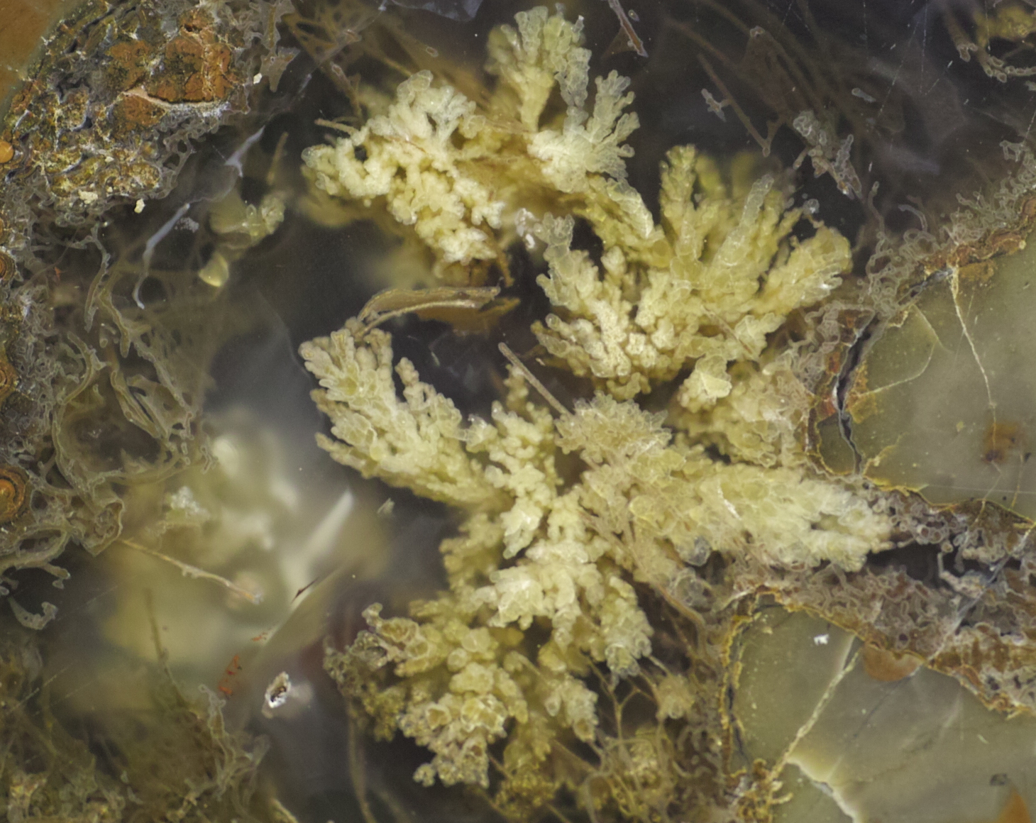 Plume Agate crystal